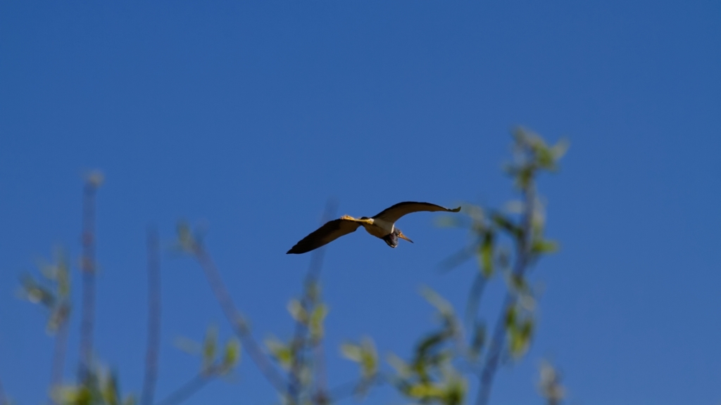 02 - Everglade NP (33).jpg